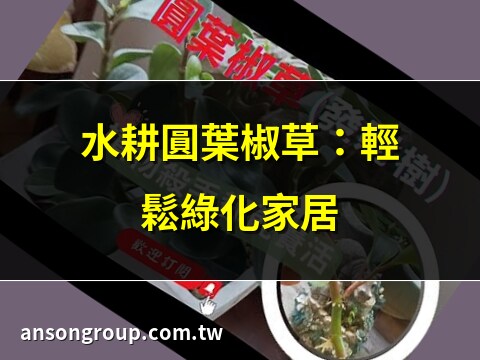 圓葉椒草水耕