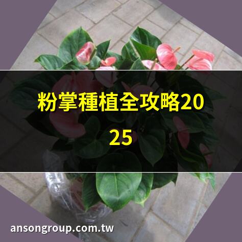 粉掌種植全攻略2025 | 新手粉掌養護指南 | 粉掌養殖技巧大公開 | 粉掌種植必知要點